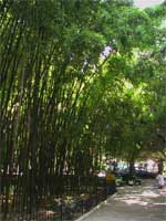 бамбуковая алея